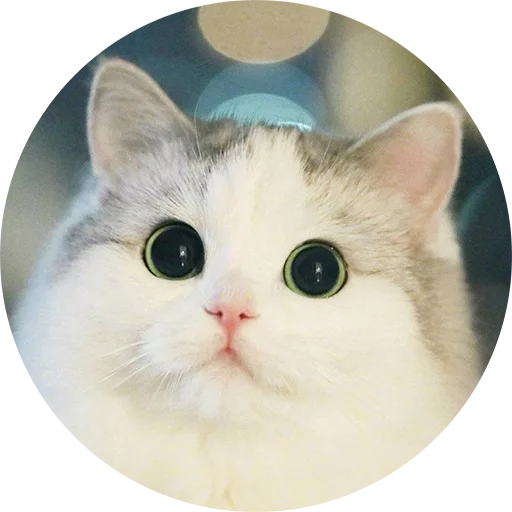 животное кошки малого и среднего размера млекопитающее