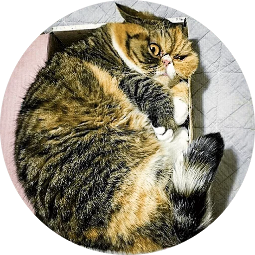 Cats Cats Cats - кошки малого и среднего размера