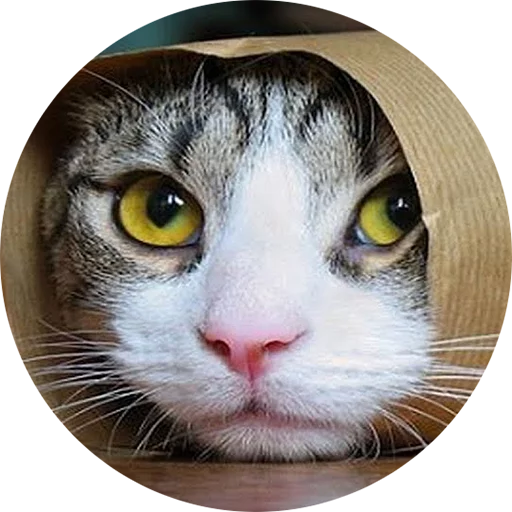 кошка кошки малого и среднего размера млекопитающее