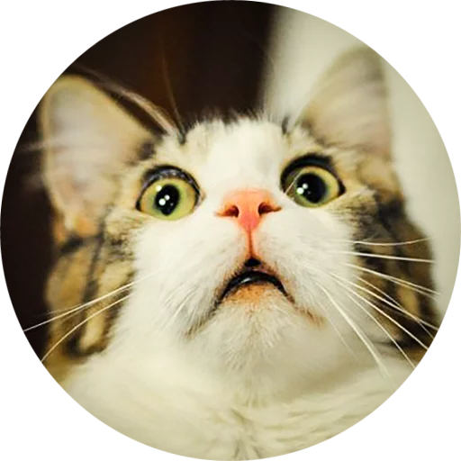 животное млекопитающее кошка