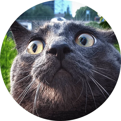 млекопитающее животное усы