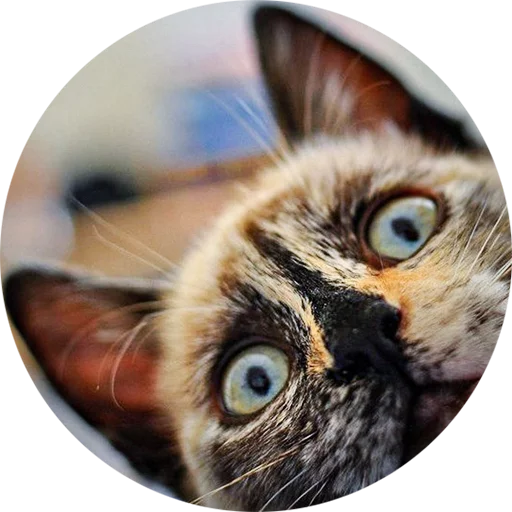 кошки малого и среднего размера домашняя кошка животное