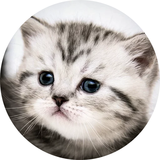 млекопитающее животное кошка