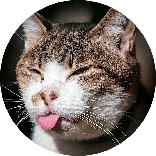 млекопитающее животное усы