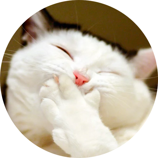 животное млекопитающее кошки малого и среднего размера