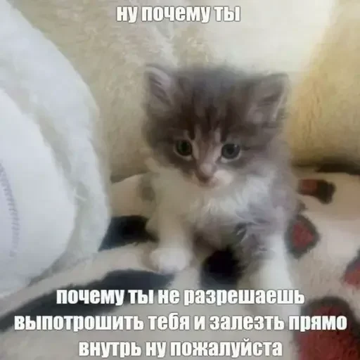 Стикер uQMIPEK_by_achestickbot - 1