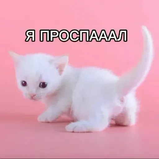 Стикер uQMIPEK_by_achestickbot - 1