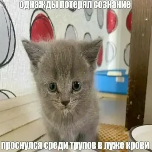 Стикер uQMIPEK_by_achestickbot - 1