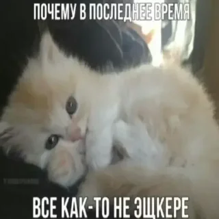 Стикер Больше стиков тут: @stikery4 - 1