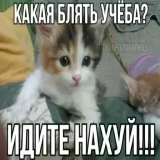 Стикер Больше стиков тут: @stikery4 - 10