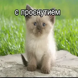 Стикер Больше стиков тут: @stikery4 - 3