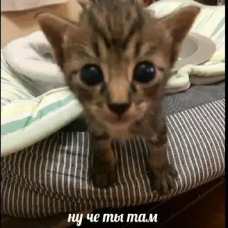 Стикер Больше стиков тут: @stikery4 - 7