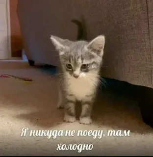 Стикер Больше стиков тут: @stikery4 - 4