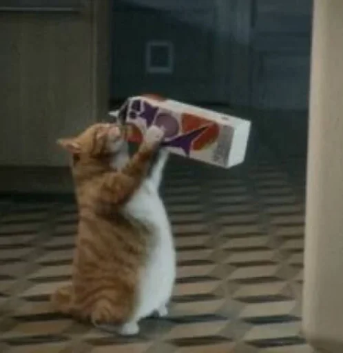 small to medium-sized cats felidae indoor