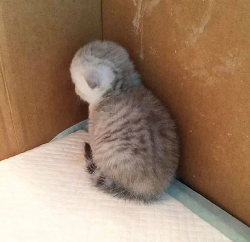 animal small to medium-sized cats felidae