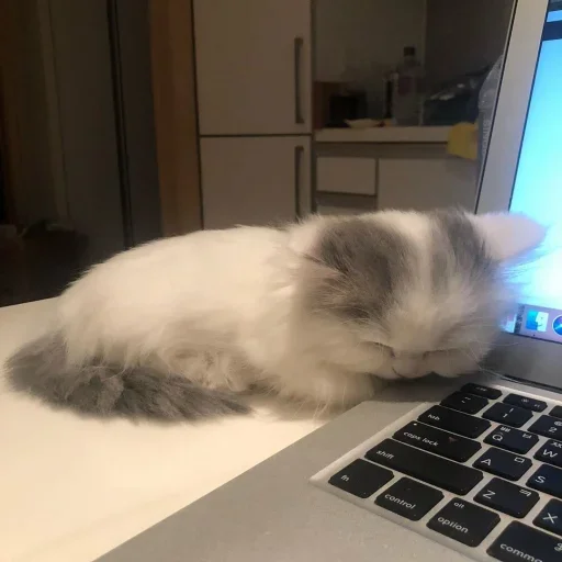 indoor cat computer