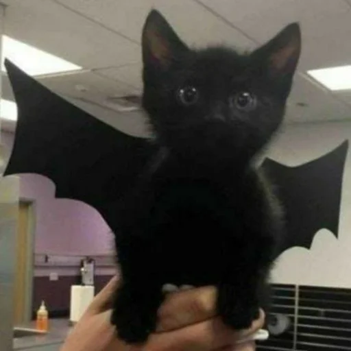 mammal animal kitten