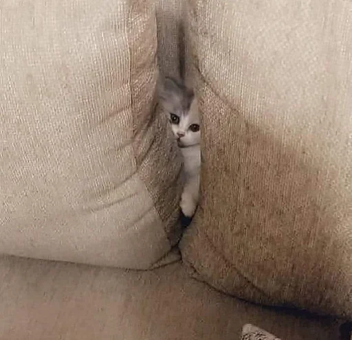 mammal animal small to medium-sized cats