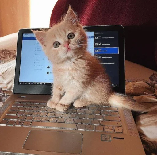 animal laptop indoor