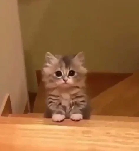 small to medium-sized cats indoor felidae