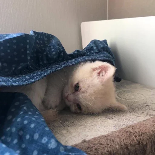 Стикер ♡ - 11