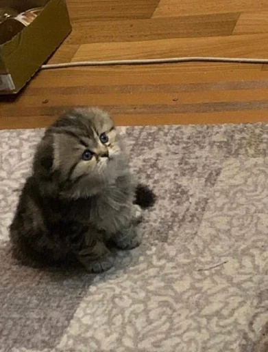 Стикер ♡ - 0