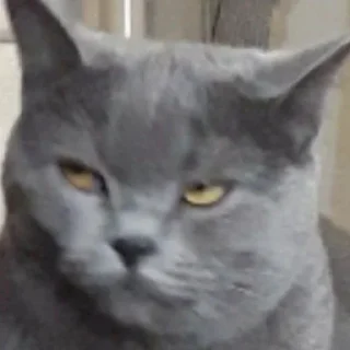 Sticker 4ToTo_TyT_He_Ta @memdeleevBot - 3