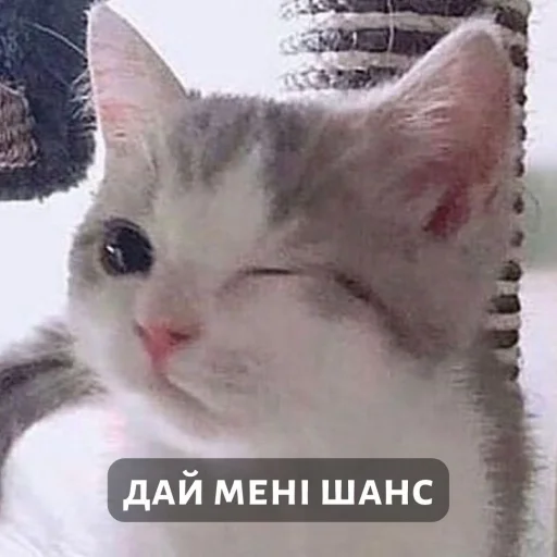 музичні котики 3 @uamusicandcats - 