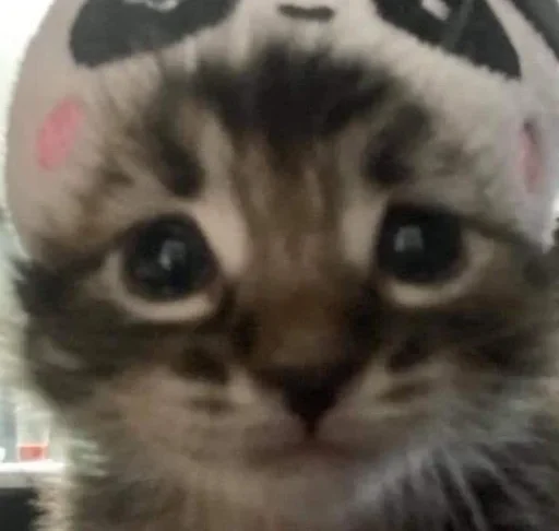 Мяу 👉🏻 @shert_dialog - 