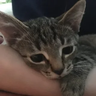 Sticker Мяу 👉🏻 @shert_dialog - 7