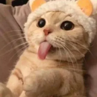 Sticker Мяу 👉🏻 @shert_dialog - 9