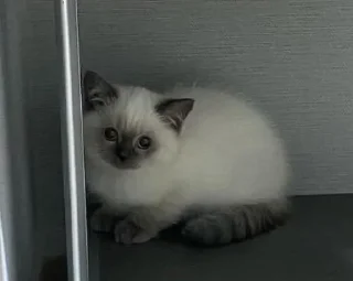 Sticker Мяу 👉🏻 @shert_dialog - 10