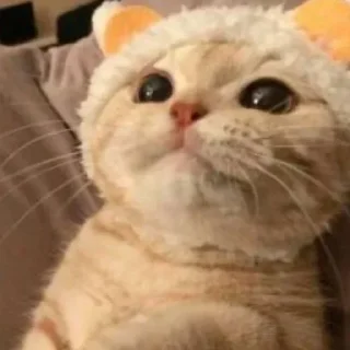 Sticker Мяу 👉🏻 @shert_dialog - 6