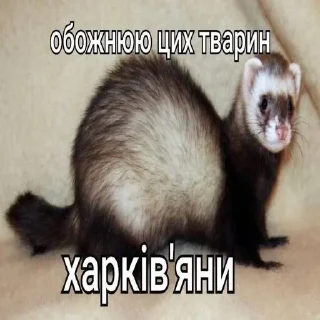 Sticker 🇺🇦 > @uachatshere < 🇺🇦 - 1