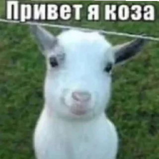 Стикер убью🛷 - 10