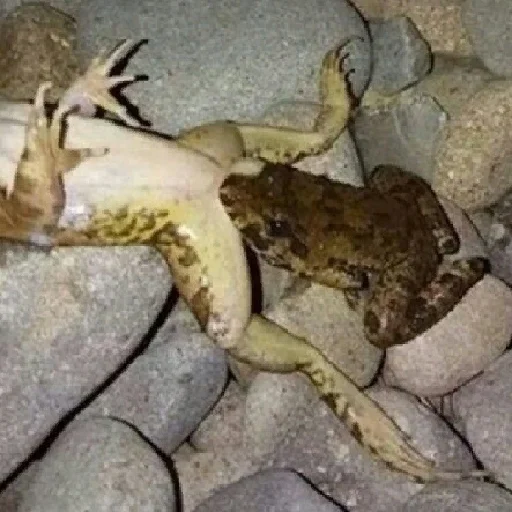 Стикер форг скатился - 7