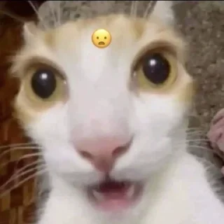 Sticker Мур мяу - 5