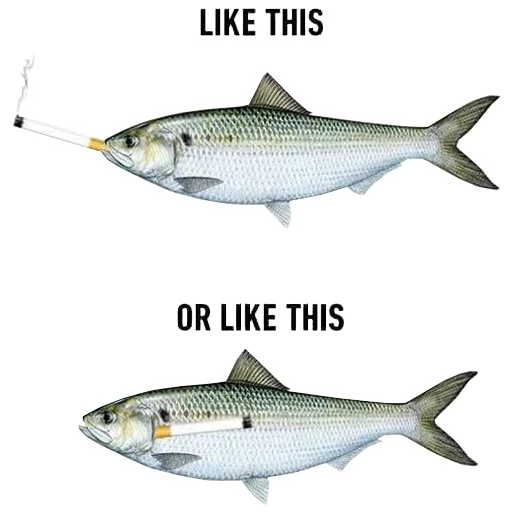 рыба животное плавник