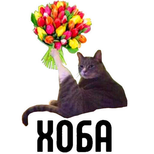 кошка животное цветок