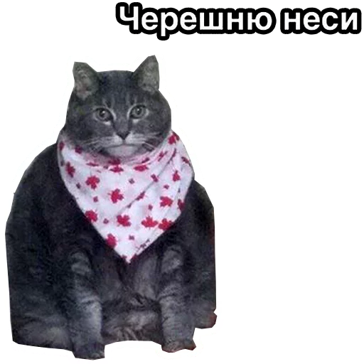 млекопитающее кошачьи мех