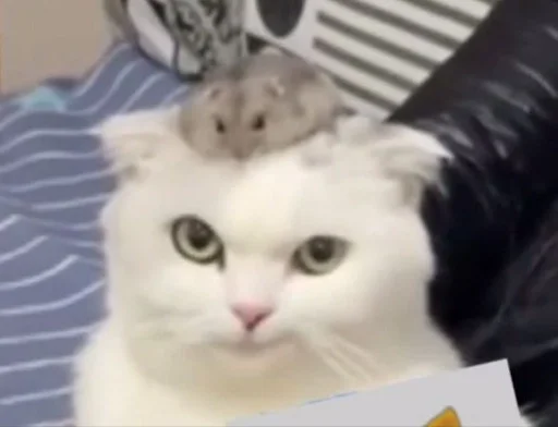 Стикер ауе босота :: @fStikBot - 11