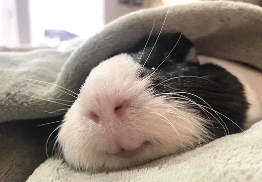 Стикер ауе босота :: @fStikBot - 4