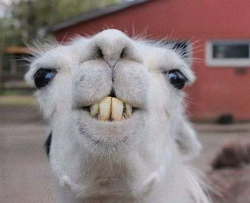 mammal animal outdoor