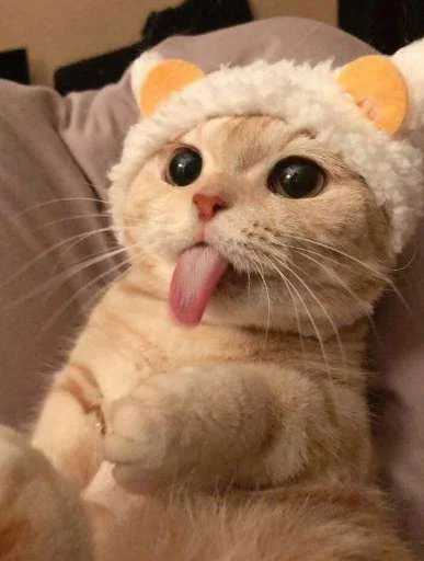 mammal indoor animal