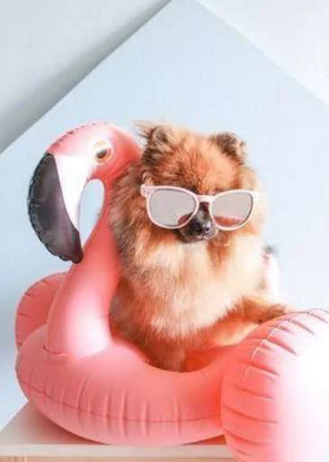 animal sunglasses cat