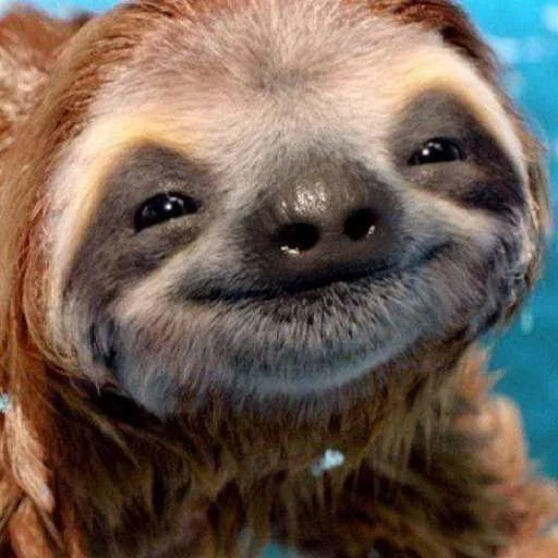 mammal animal sloth