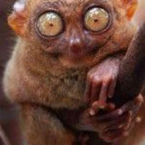 animal mammal primate