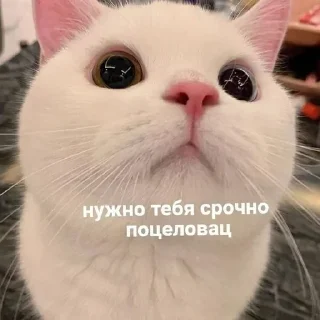 Sticker @sempai21 Милые стикеры - 2