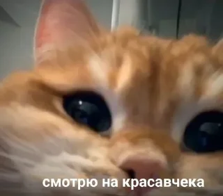 Sticker @sempai21 Милые стикеры - 1