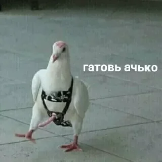 Sticker Больше стикеров: @sticerru - 6